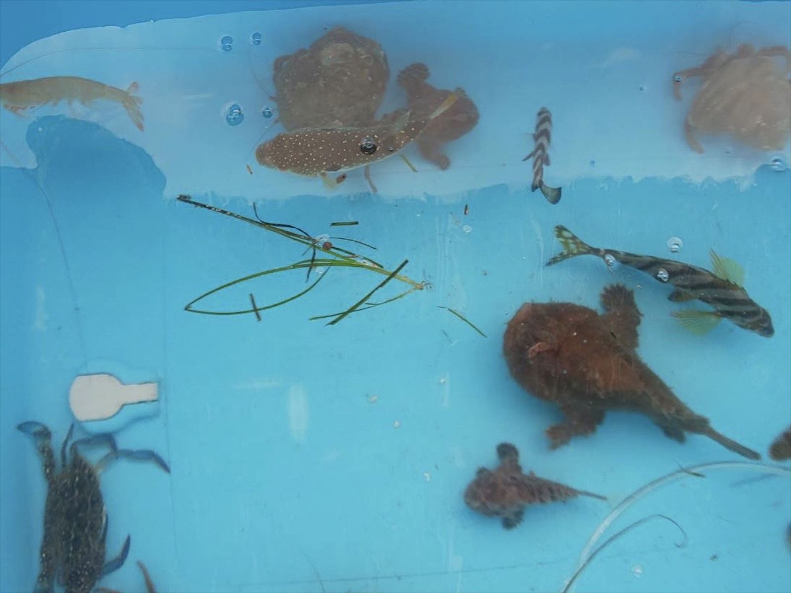 浜名湖の生き物