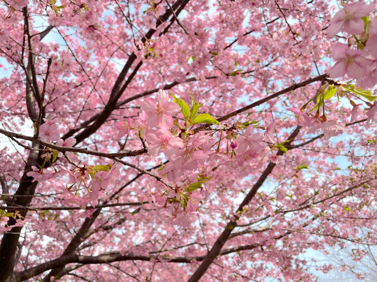 河津桜