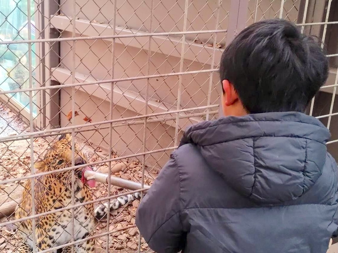 ヒョウ