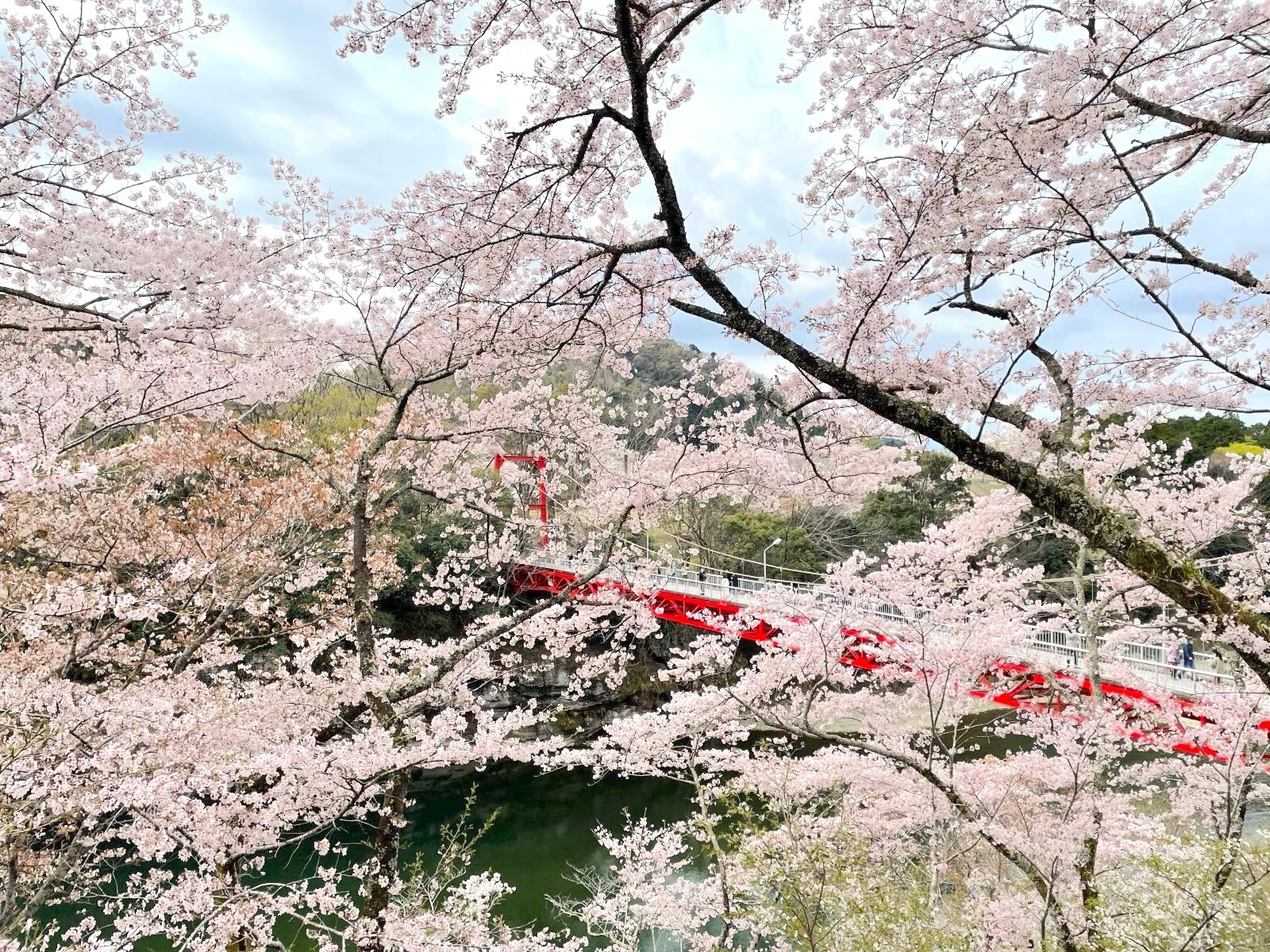 桜淵