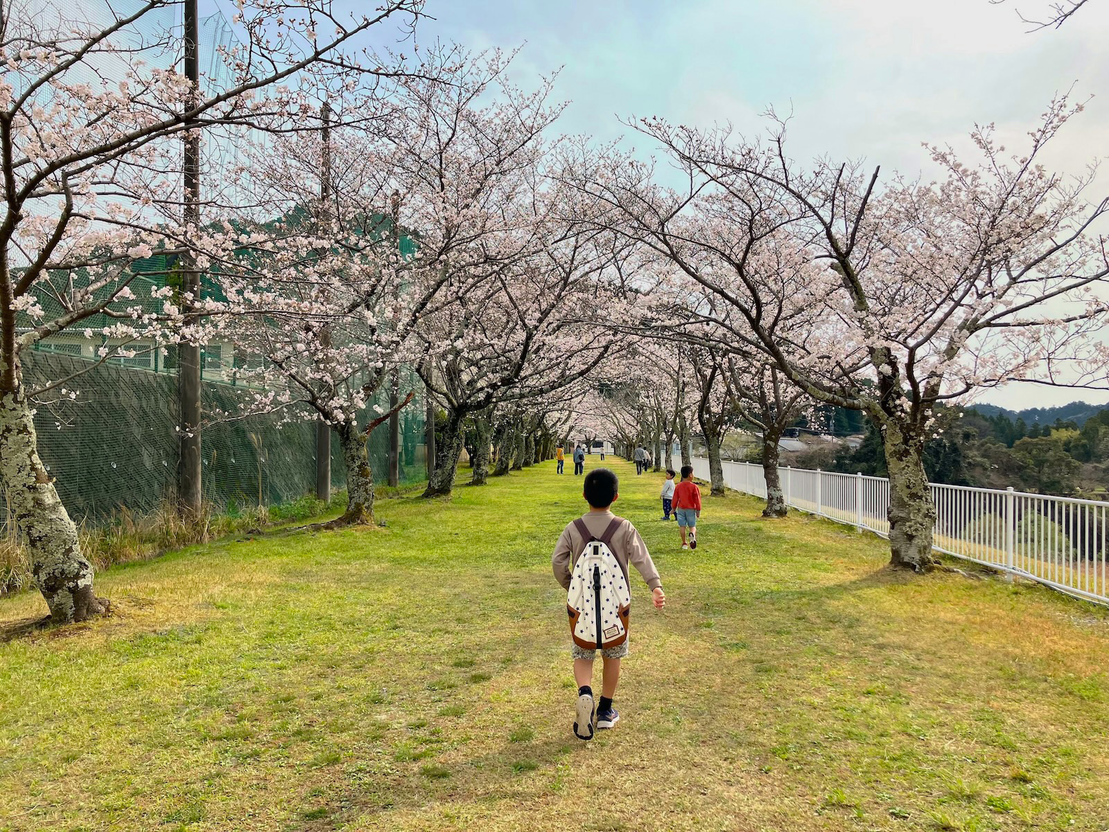 桜並木