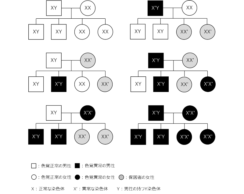先天色覚異常（1型・2型色覚）の遺伝形式
