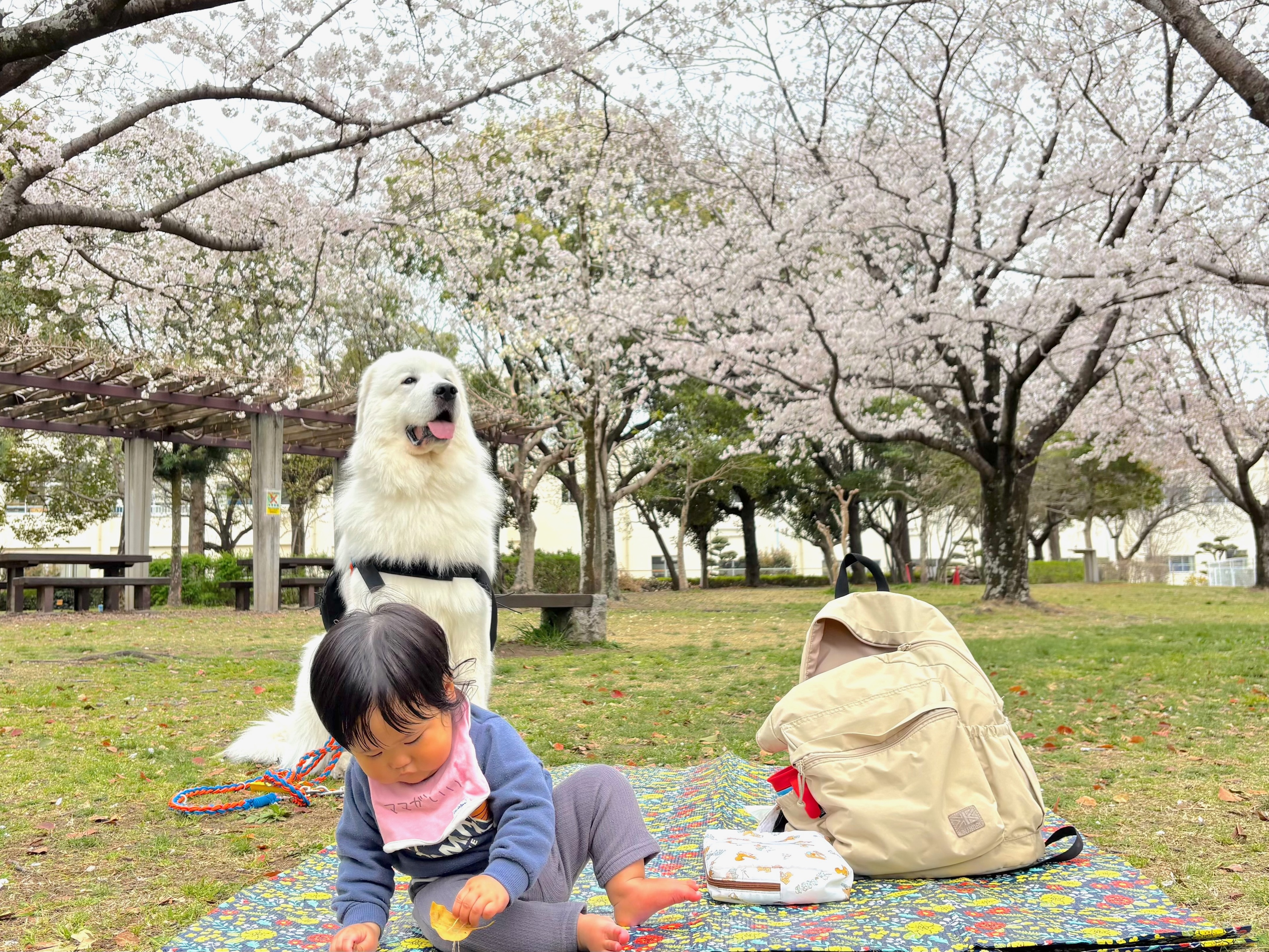 お花見