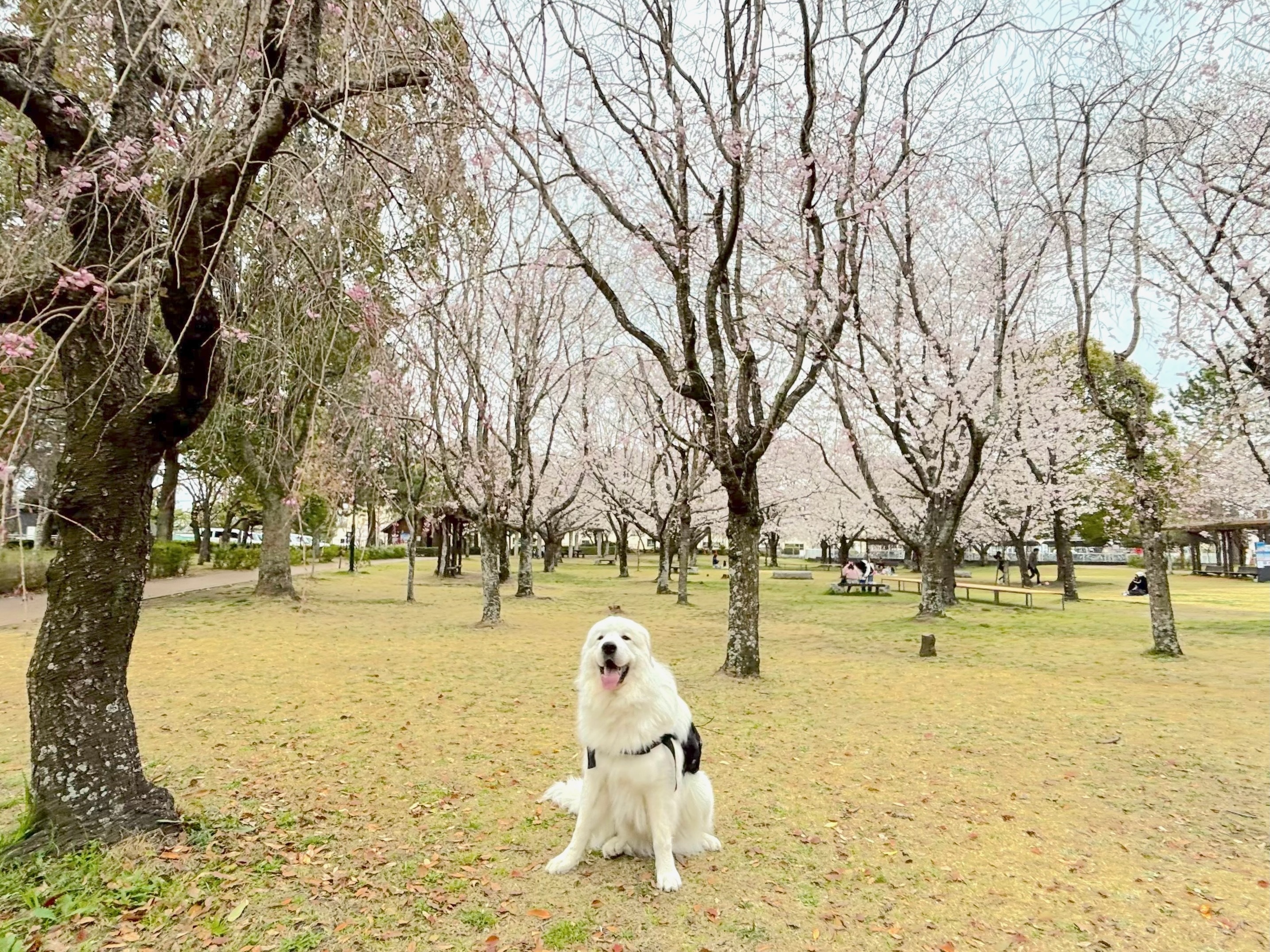 犬と桜