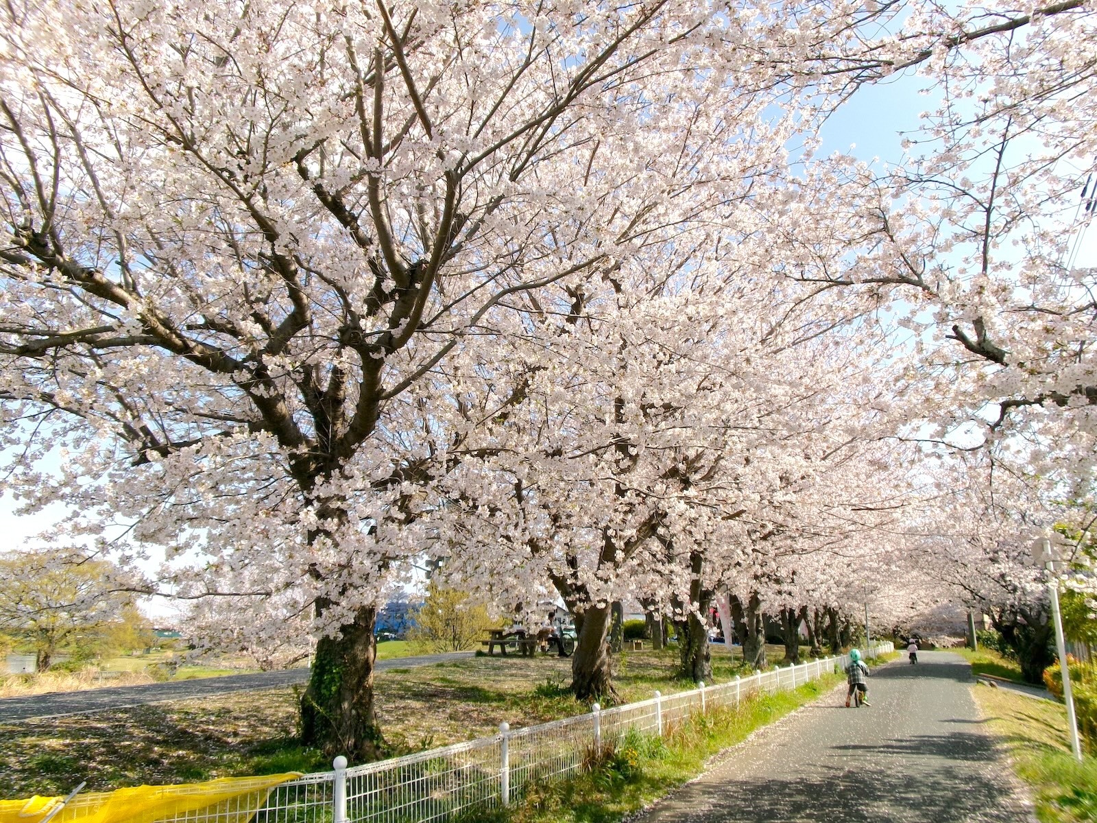 桜並木