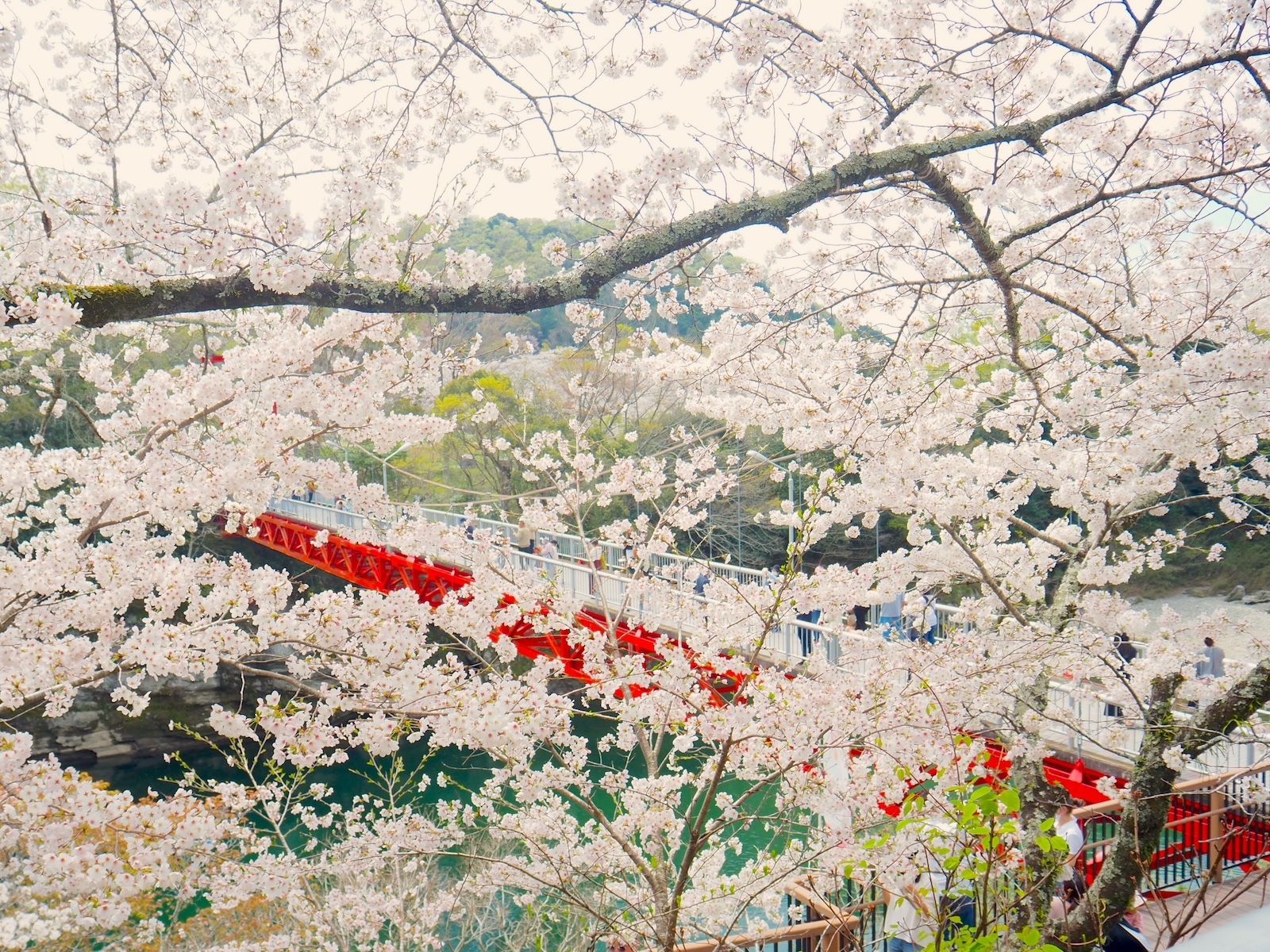 桜
