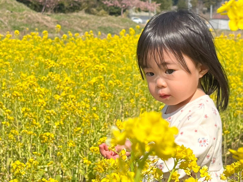 菜の花畑で