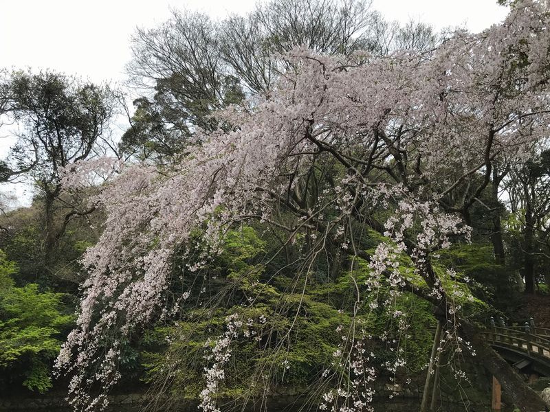 日本庭園の桜