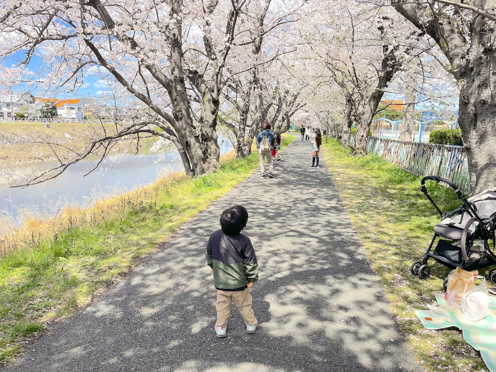 桜並木