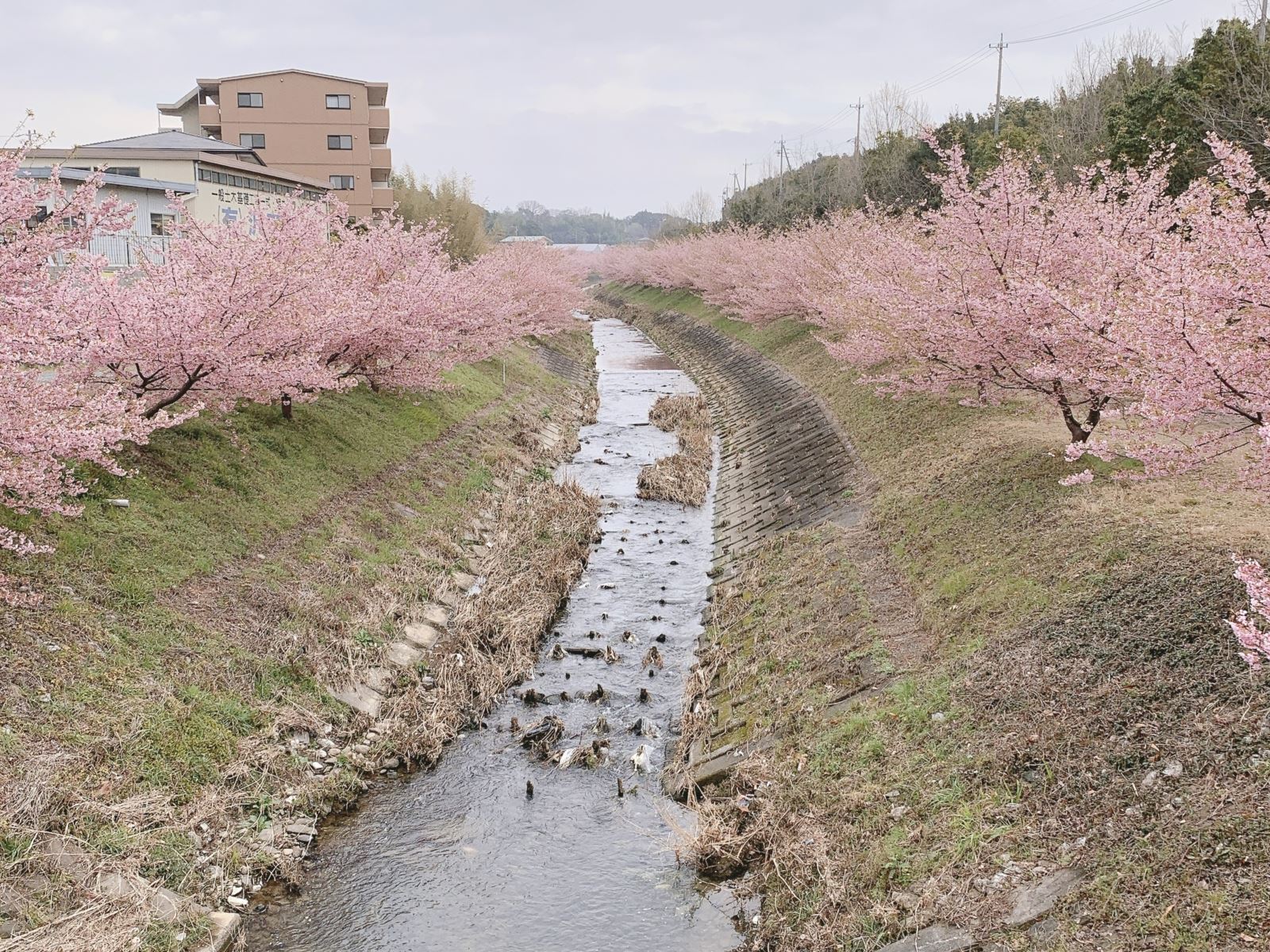 川と河津桜