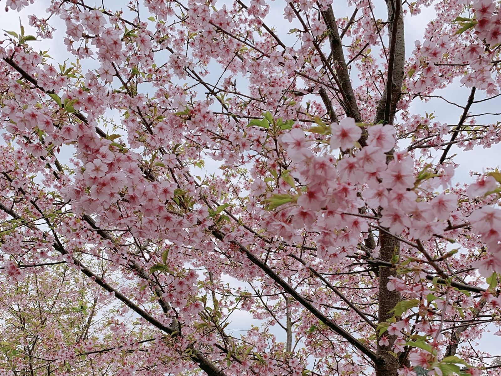 河津桜の花