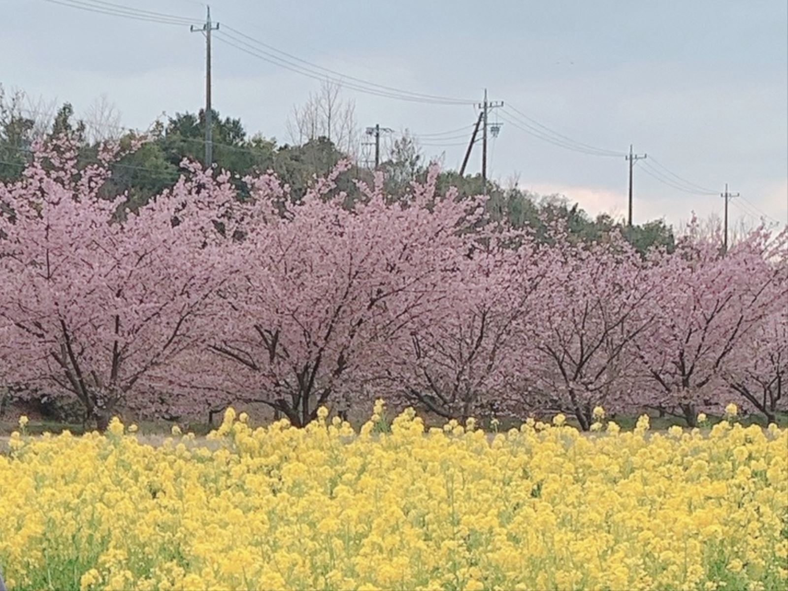 菜の花と