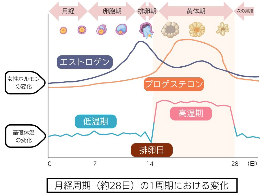 月経周期