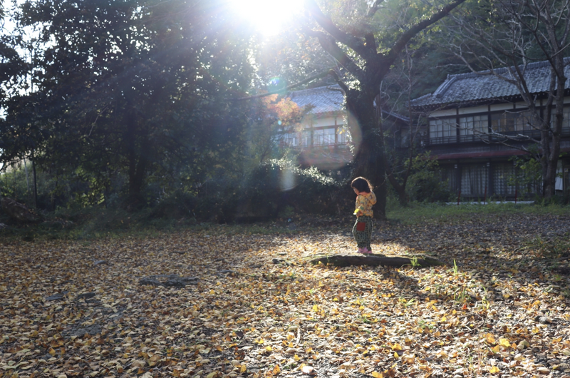 イチョウのじゅうたん【岩水寺】