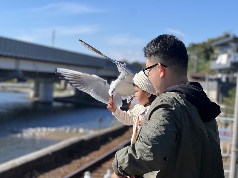 ユリカモメに餌やり【浜名湖佐久米駅】