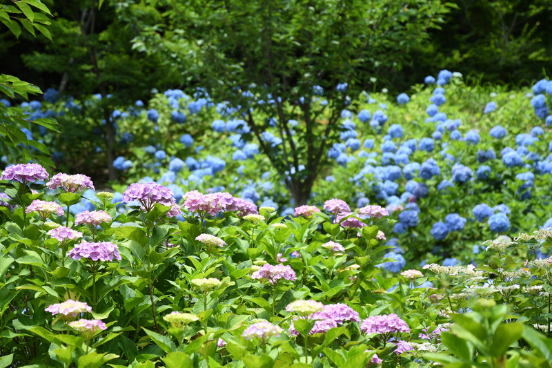 【画像】法多山あじさいまつり