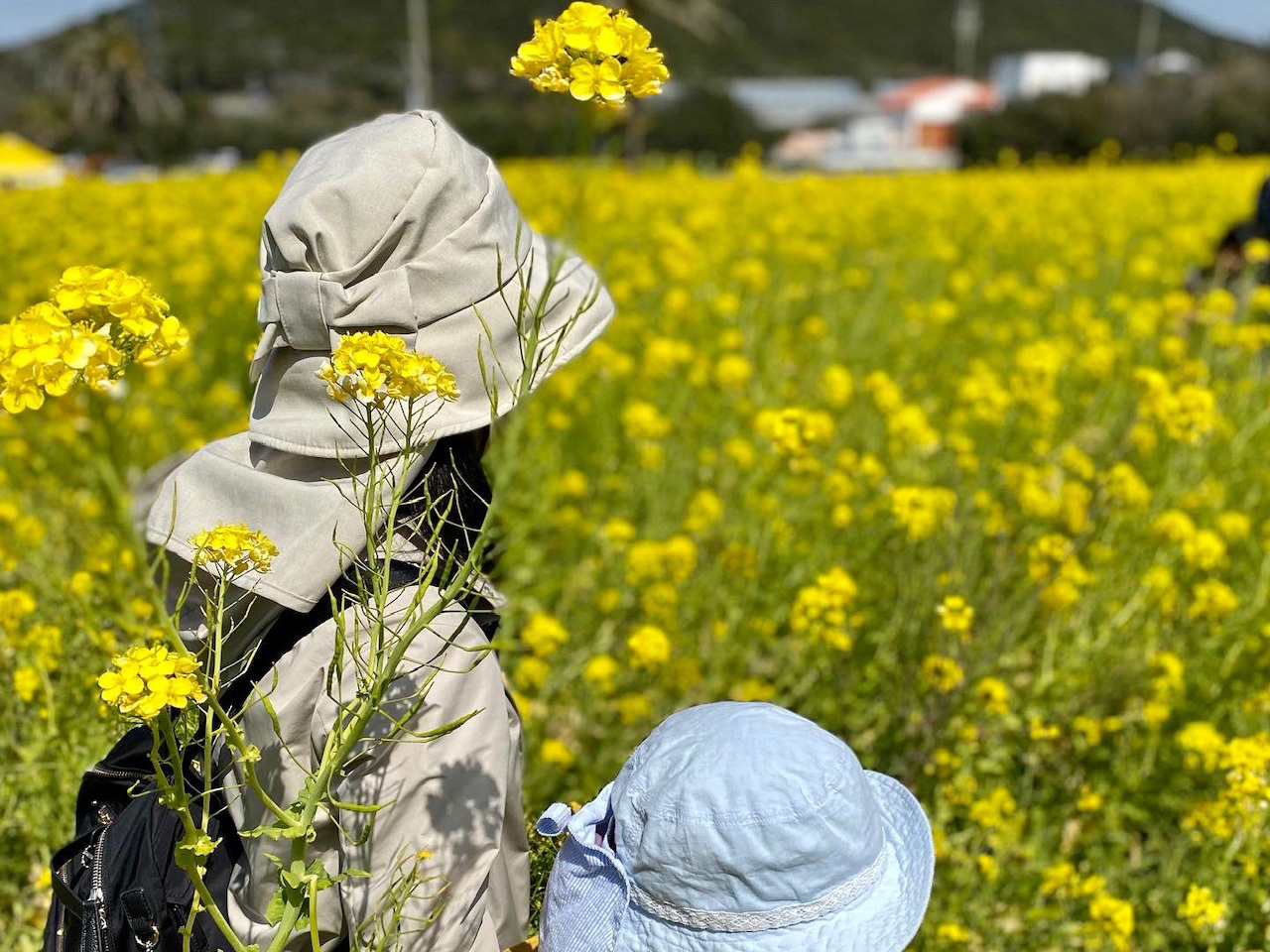 一面の菜の花