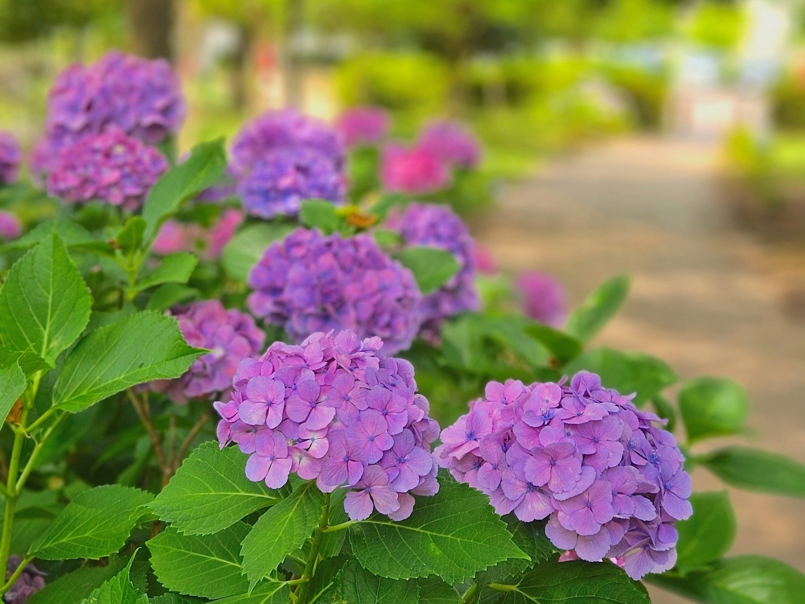美薗中央公園