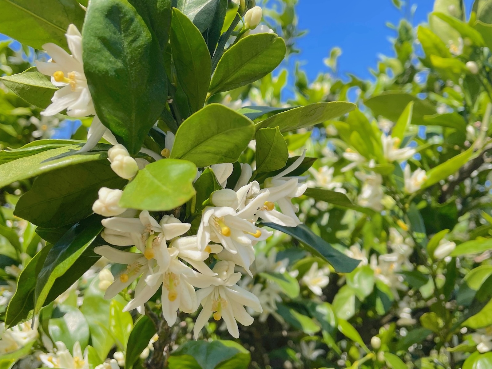 みかんの花