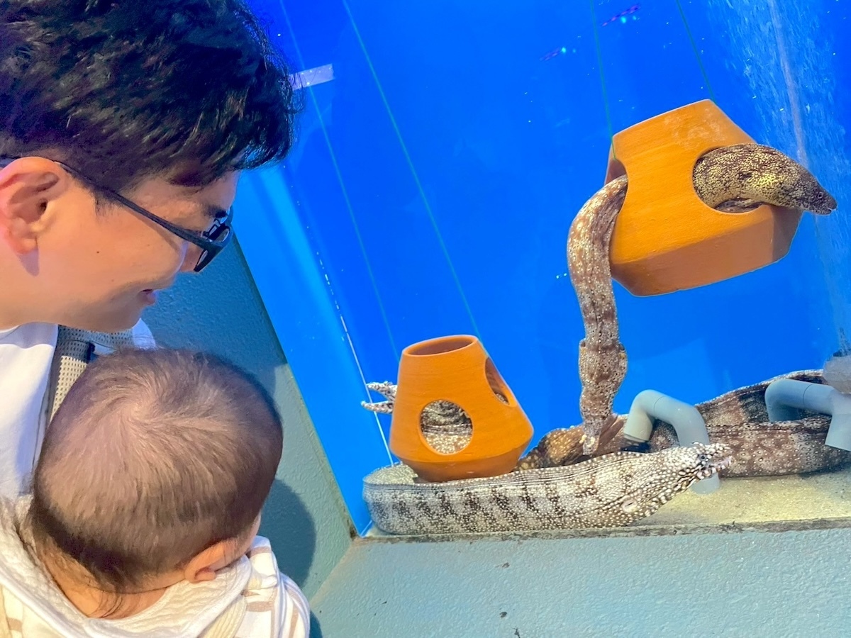 ウツボ