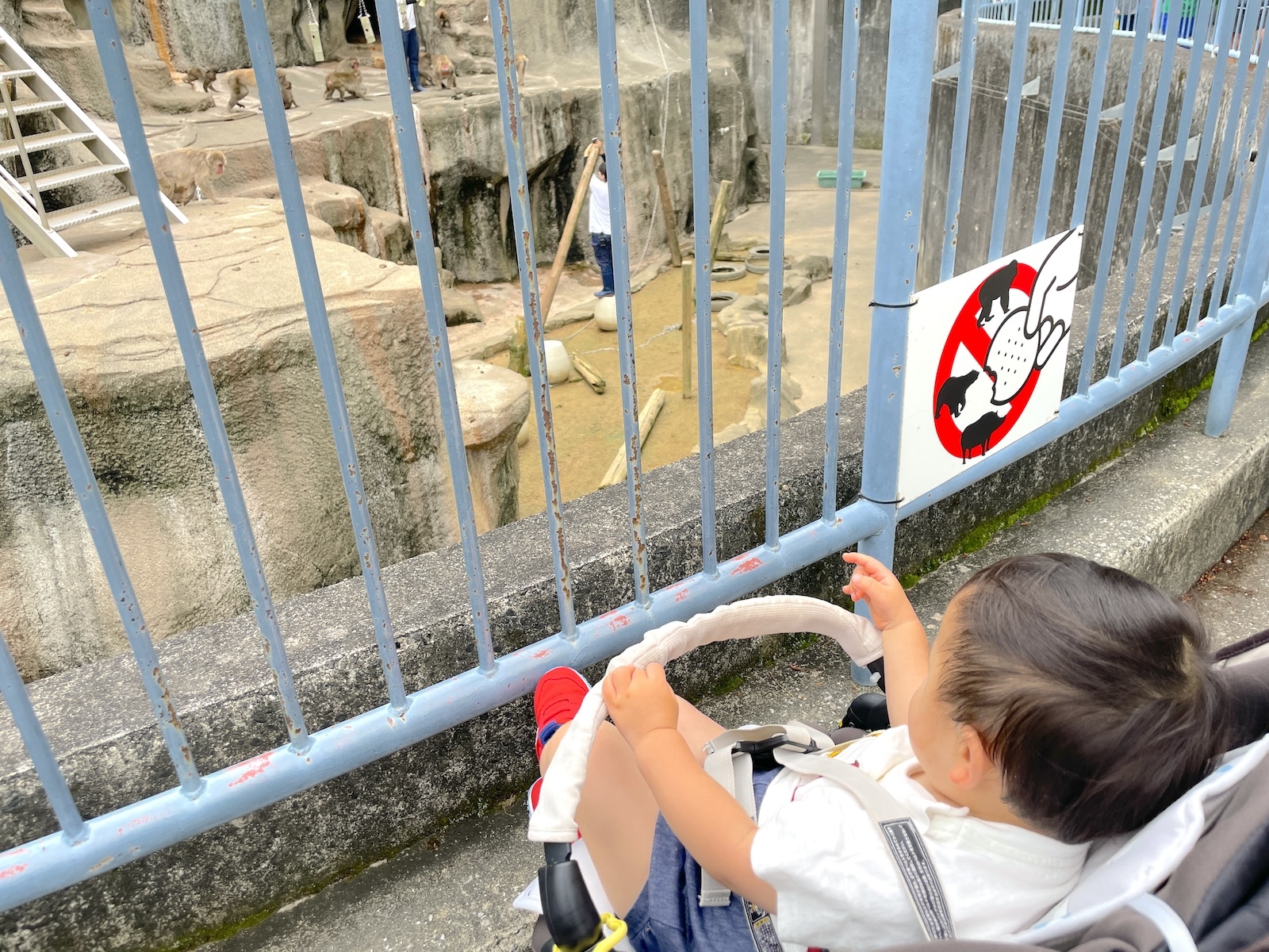 日本猿
