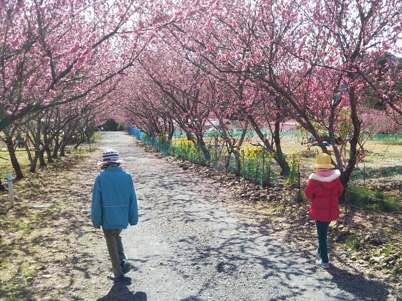 花桃の里へ