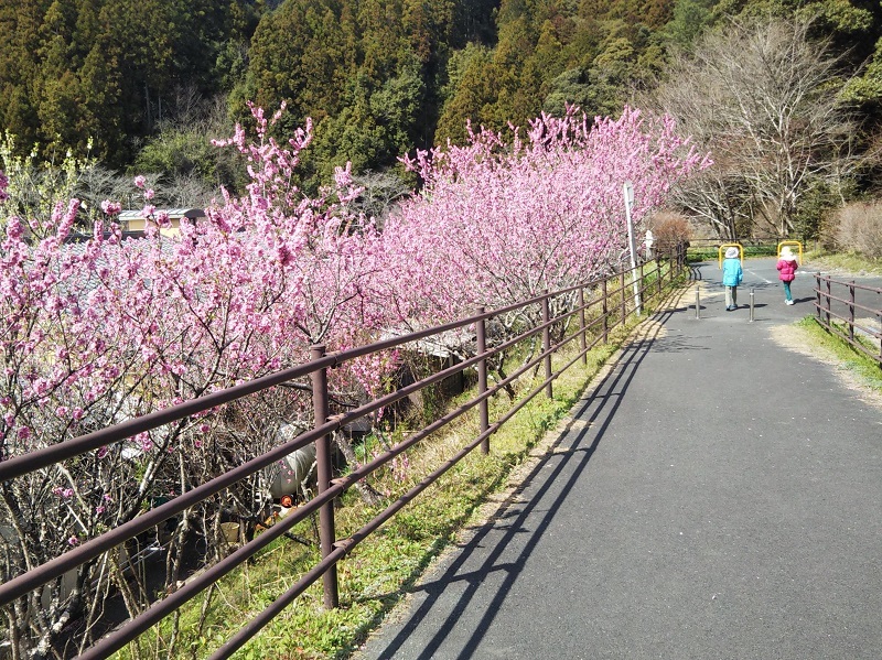 満開の花桃