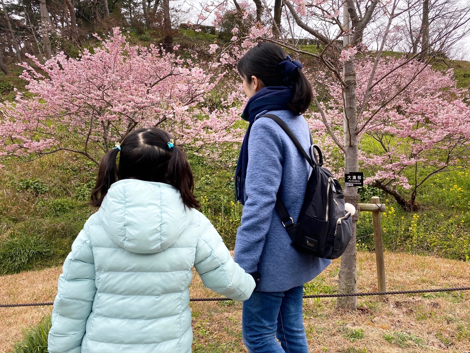 早咲きの桜