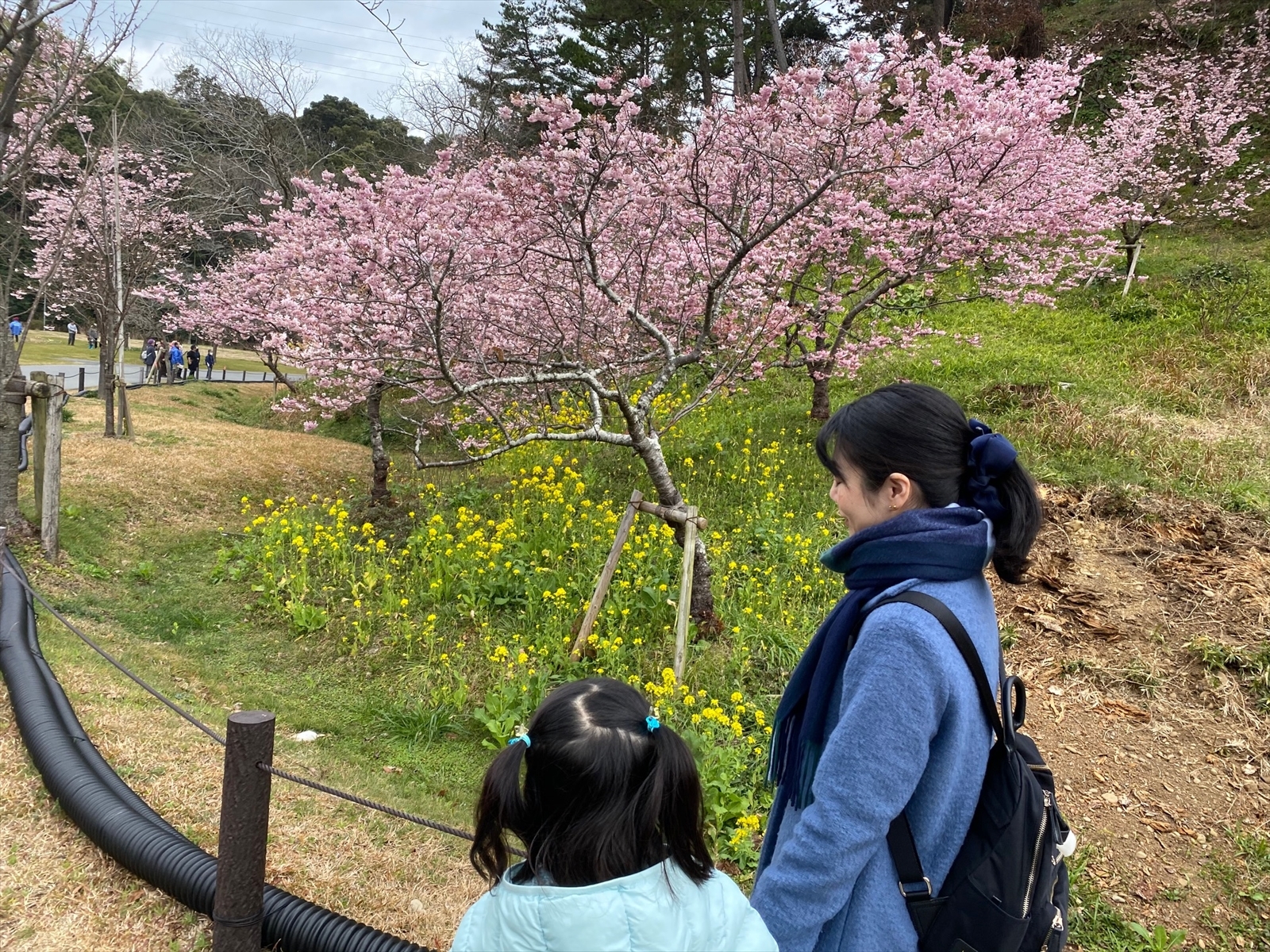 お花見