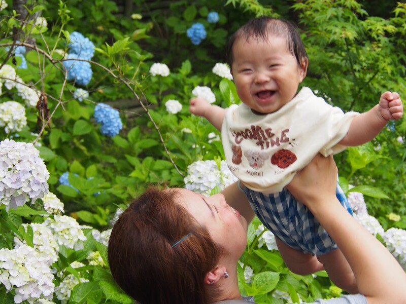紫陽花の笑顔
