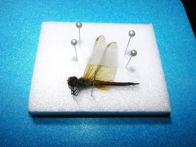 生物多様性講座