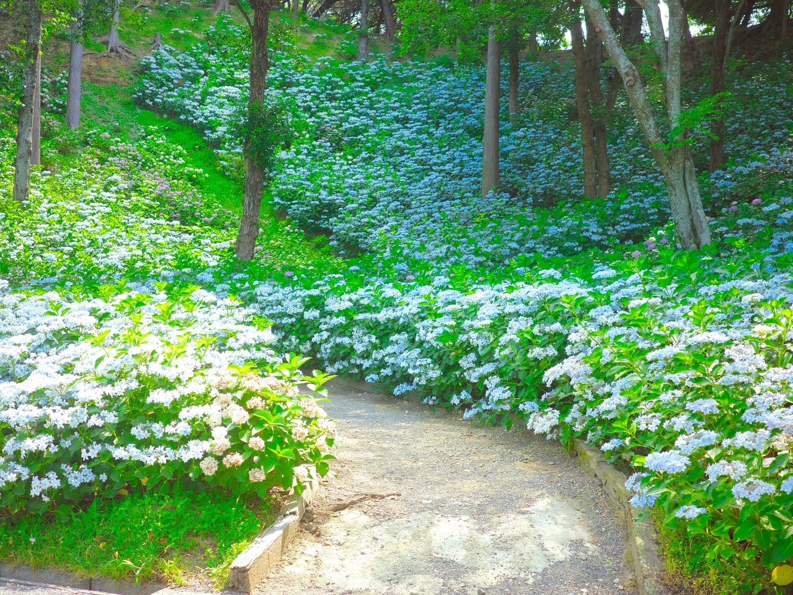 紫陽花