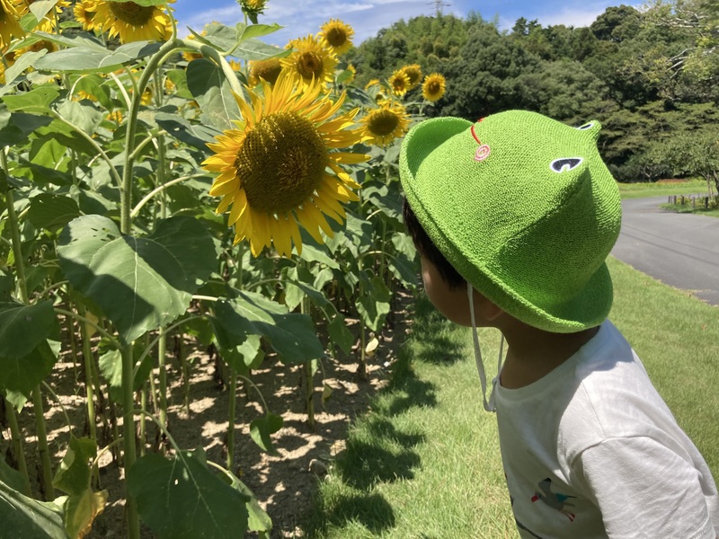 ひまわりこんにちは！