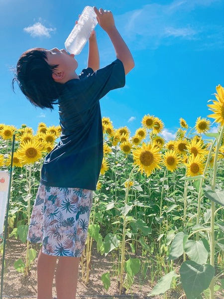 のびろ、ひまわり。のびろ、ぼく。