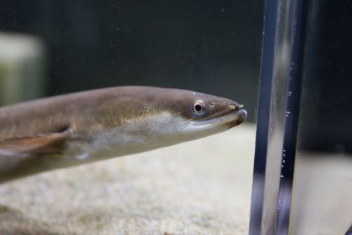 【画像】【うなぎ出前授業】海と川を行き来するウナギの不思議