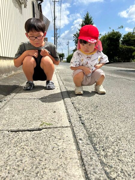 カマキリの観察
