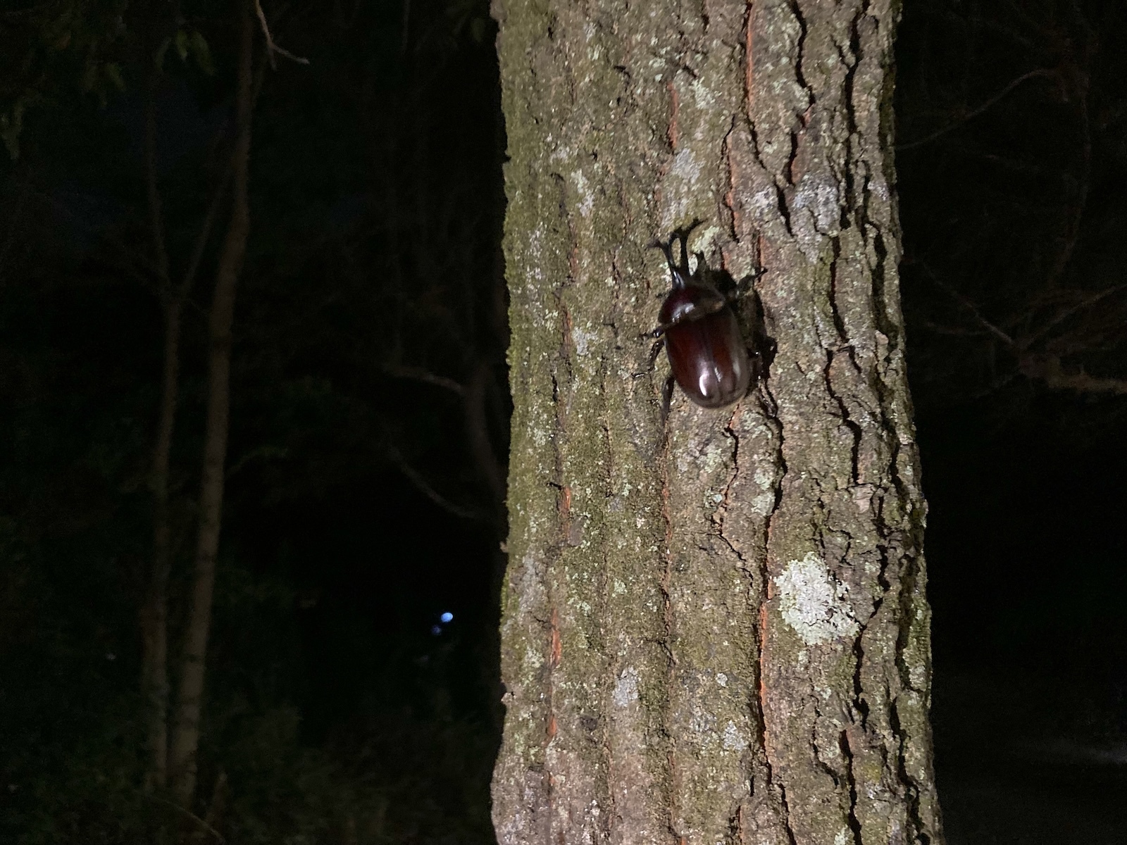 カブトムシ