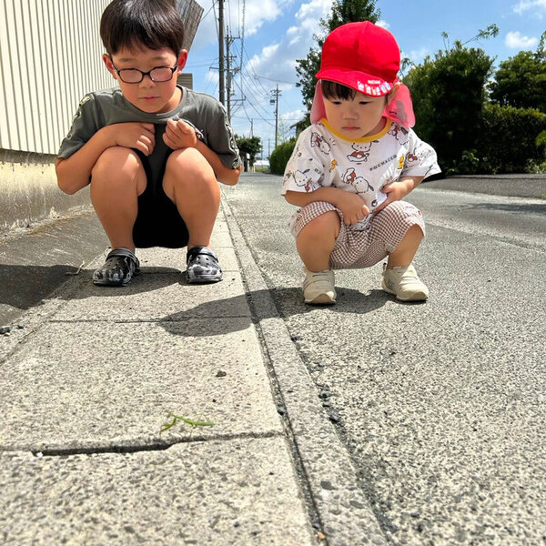 カマキリの観察