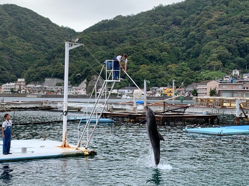 イルカショーの公開練習