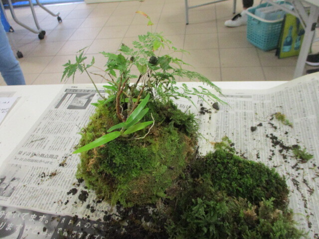 苔玉作り