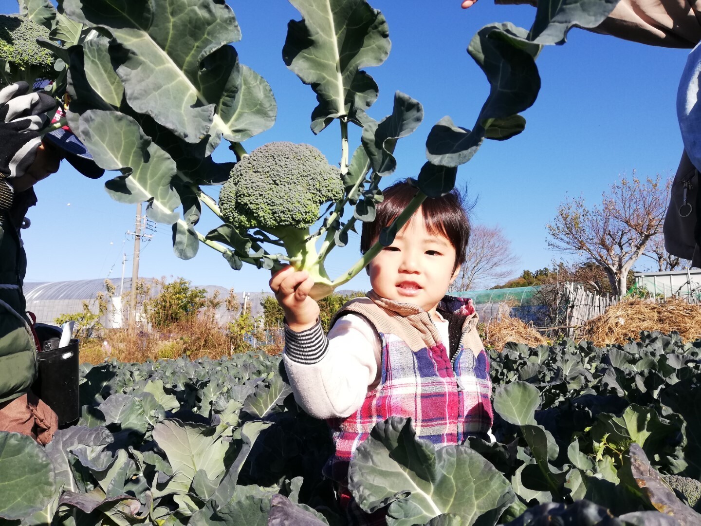 【画像】12/6(土) 7(日) あったか農場「ブロッコリー/キャベツ/なすの収穫体験」（浜松市雄踏町）