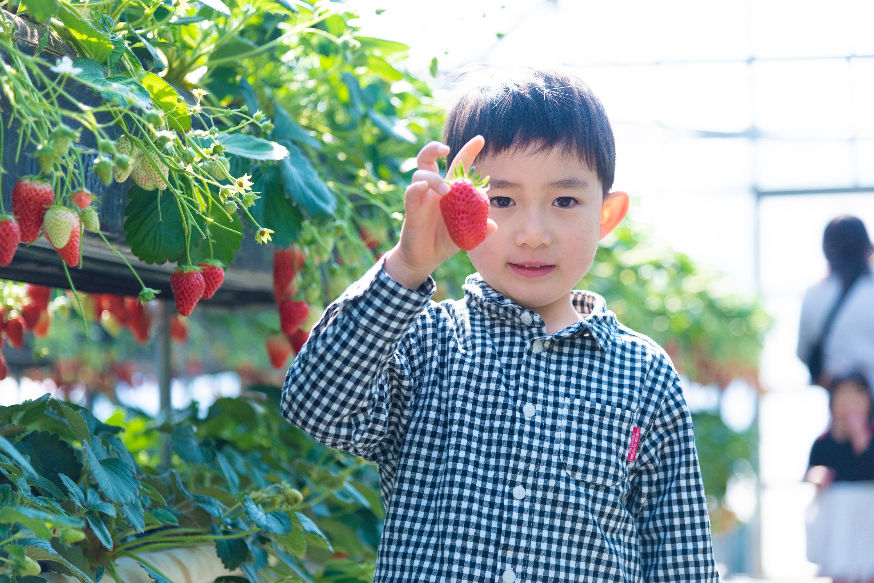 いちご狩り30分間食べ放題