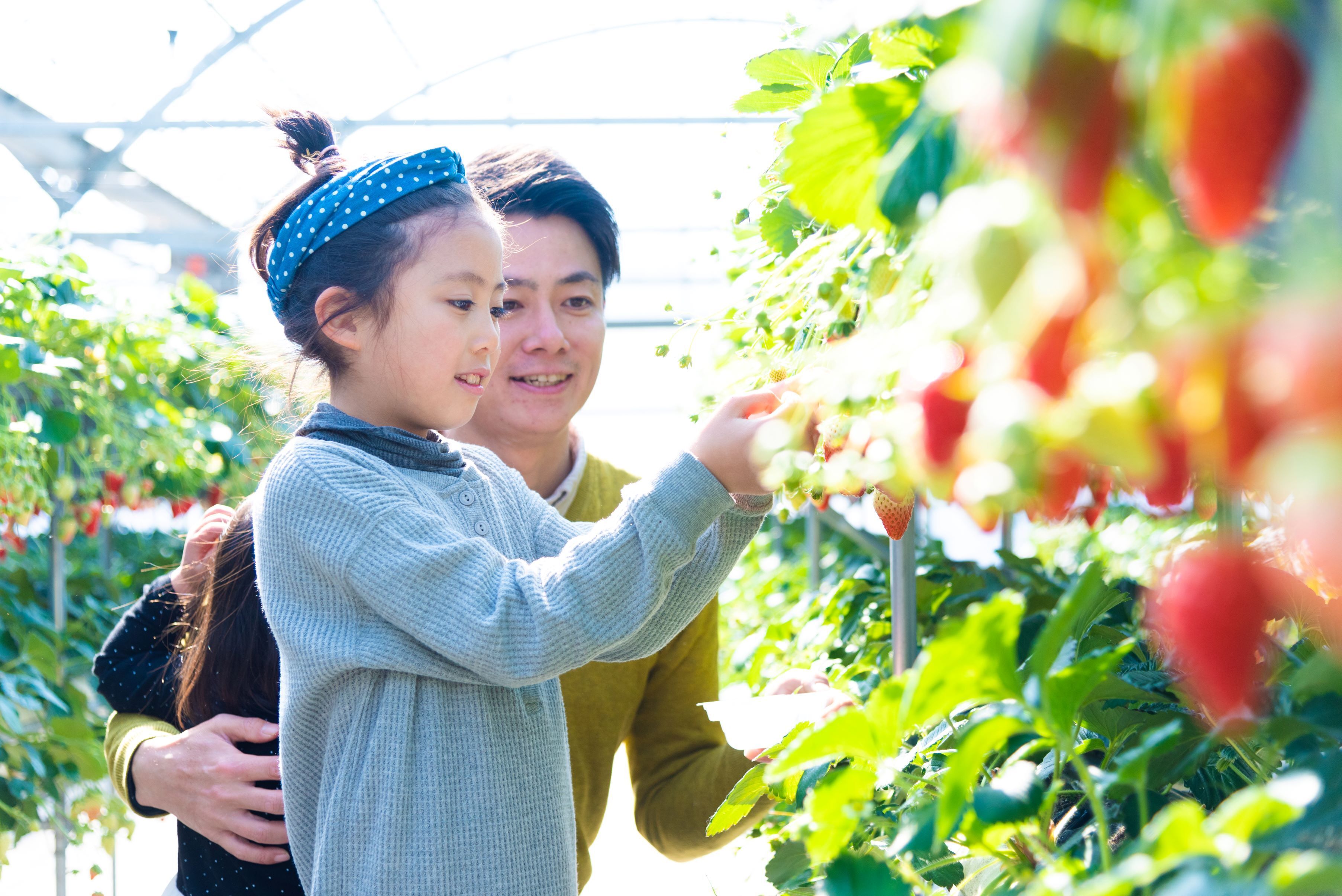いちご狩り30分間食べ放題