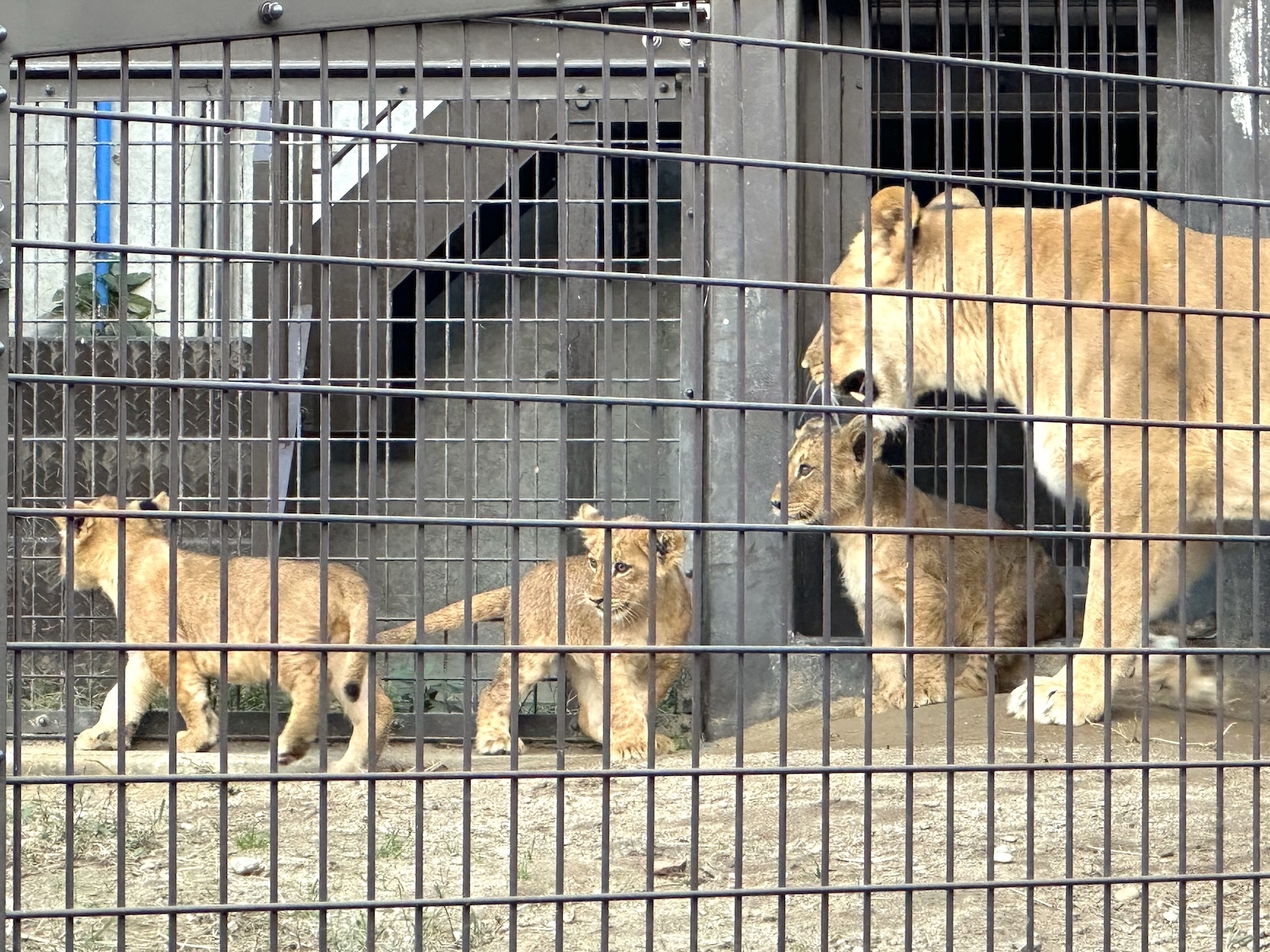 ライオンの赤ちゃん