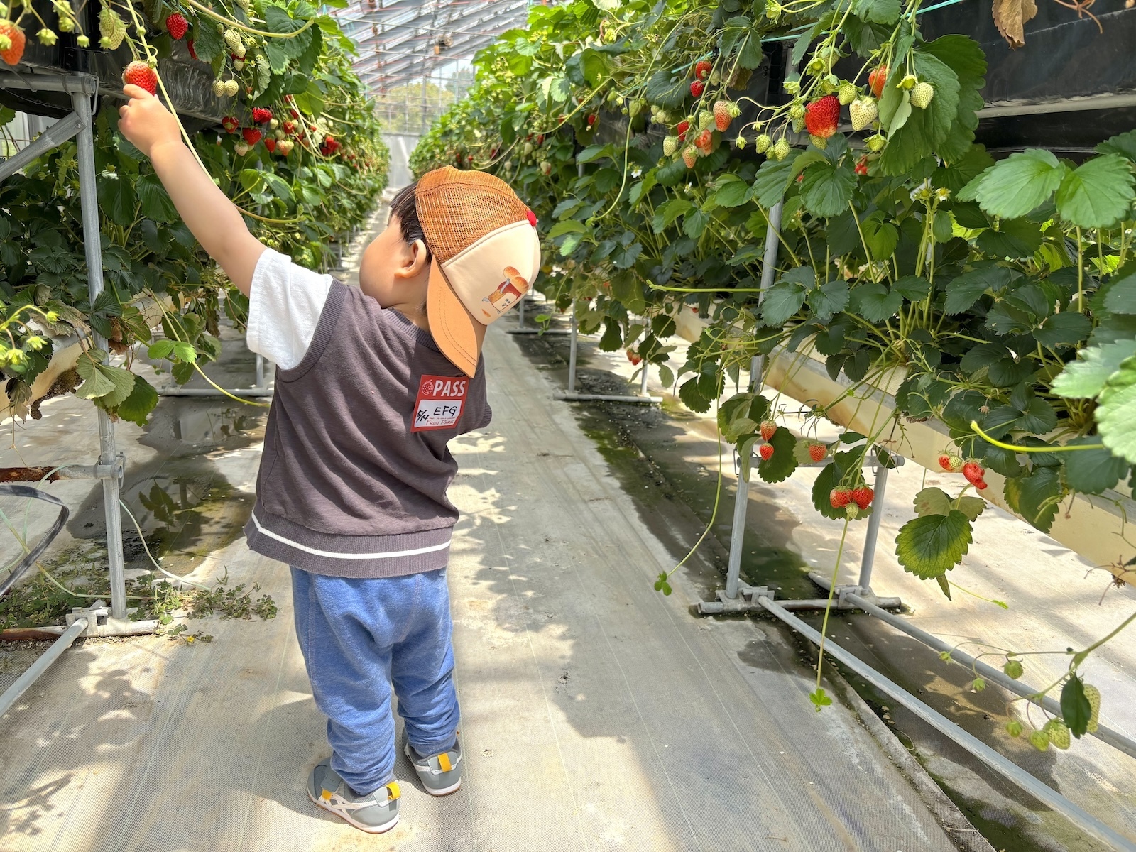 フルーツパーク