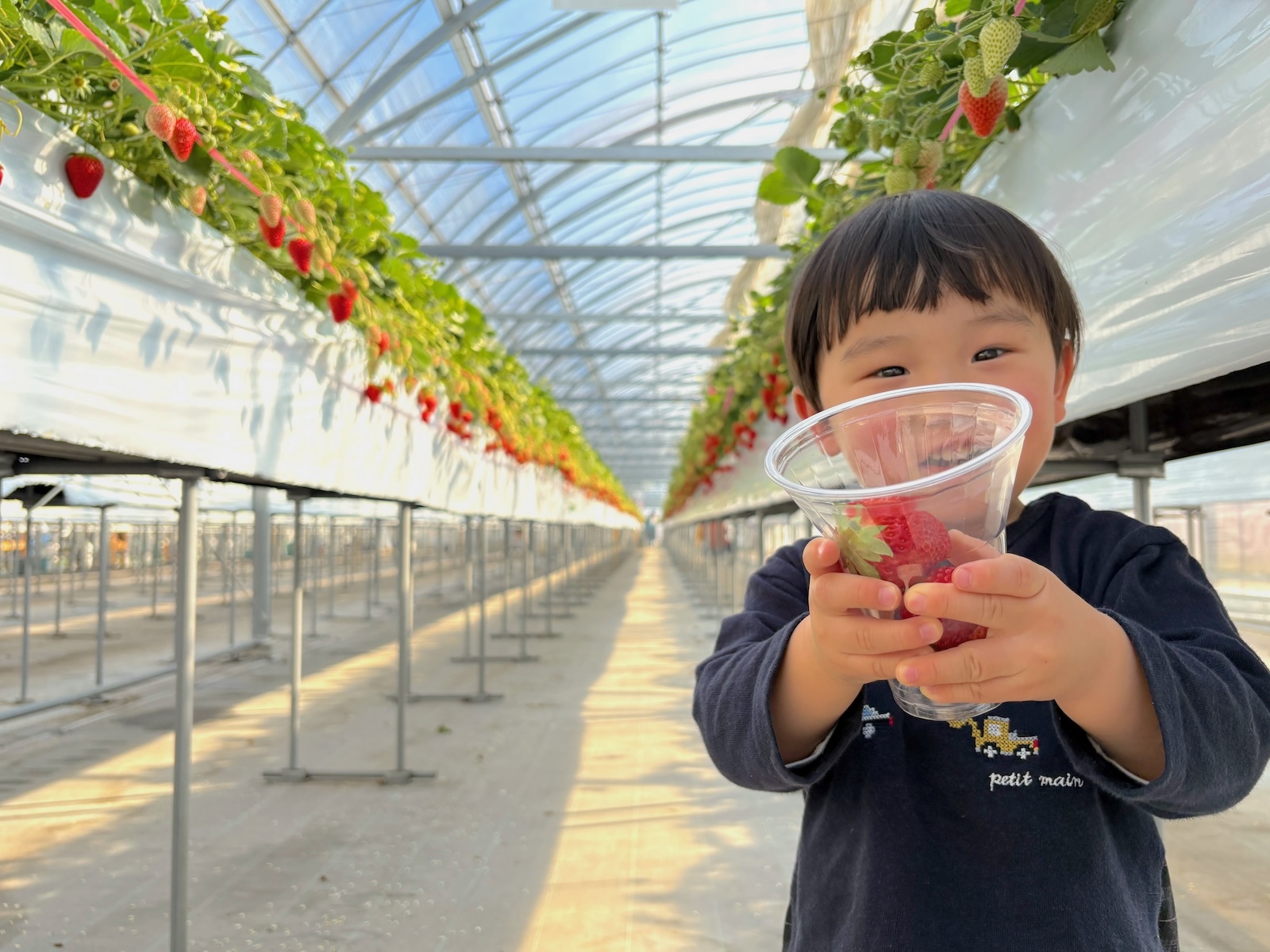 イチゴ狩り