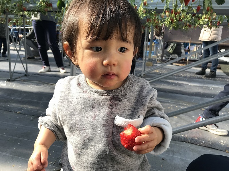 初めてのいちご狩り