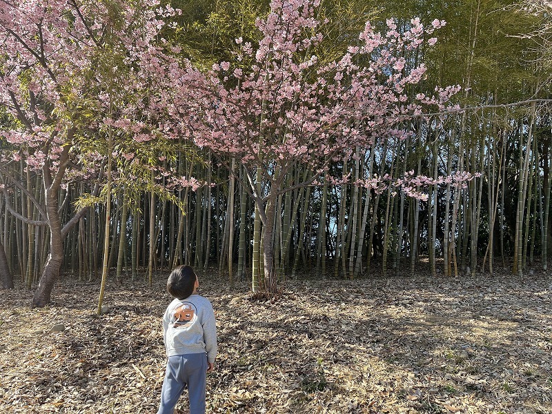 河津桜のお花見