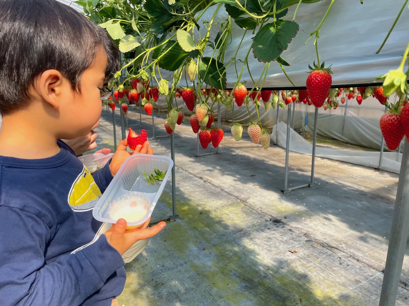 イチゴを摘む