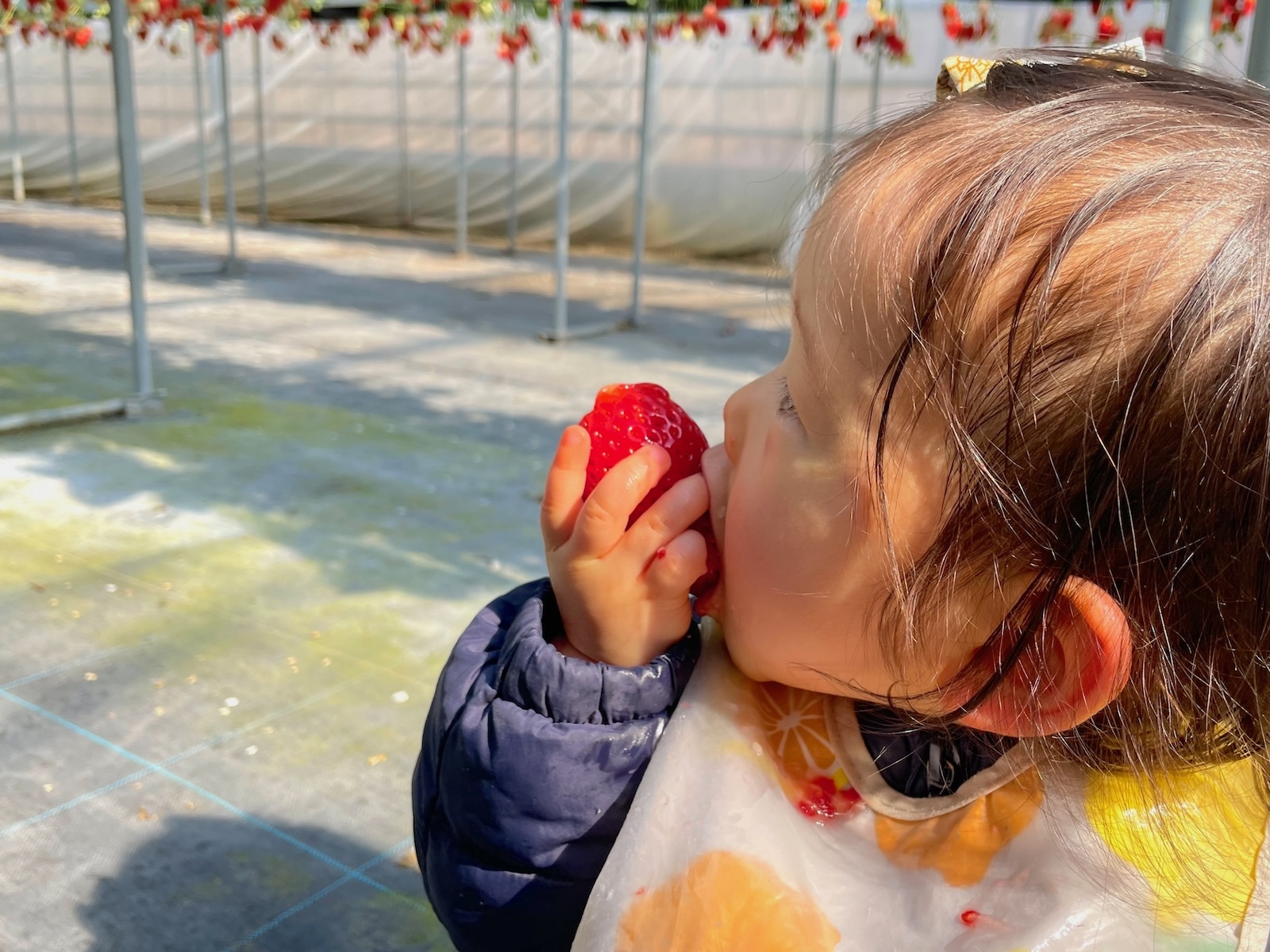 イチゴを食べる